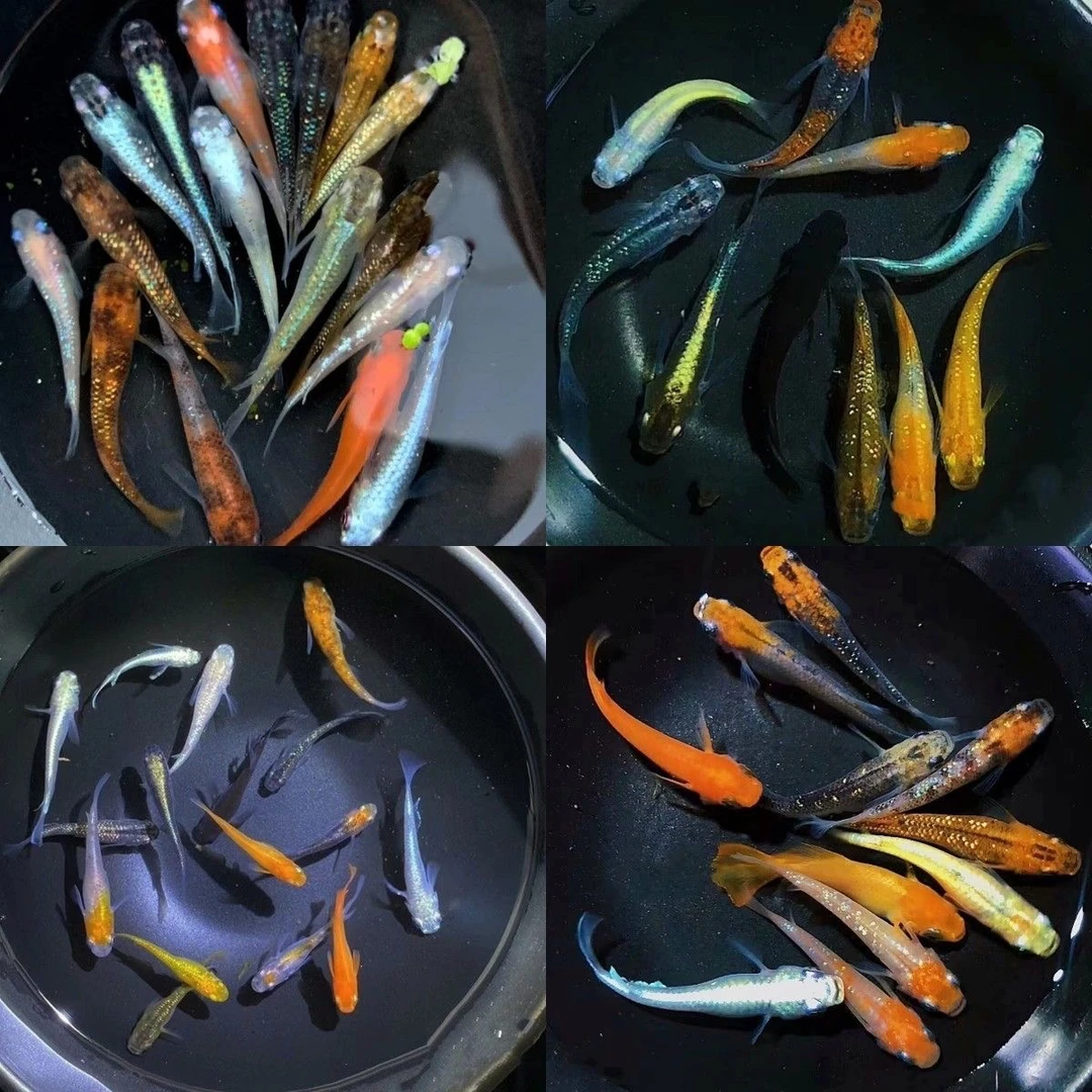 观背青鳉小型淡水观赏鱼耐活免打氧过滤群游冷水冷水鱼观赏鱼