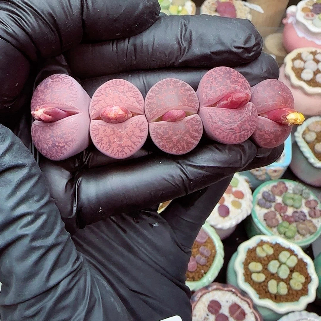 生石花满18包邮1112-74