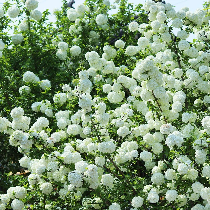 【木通专属】中华木绣球 高接 40美植袋 大苗斗球庭院树苗地栽花卉