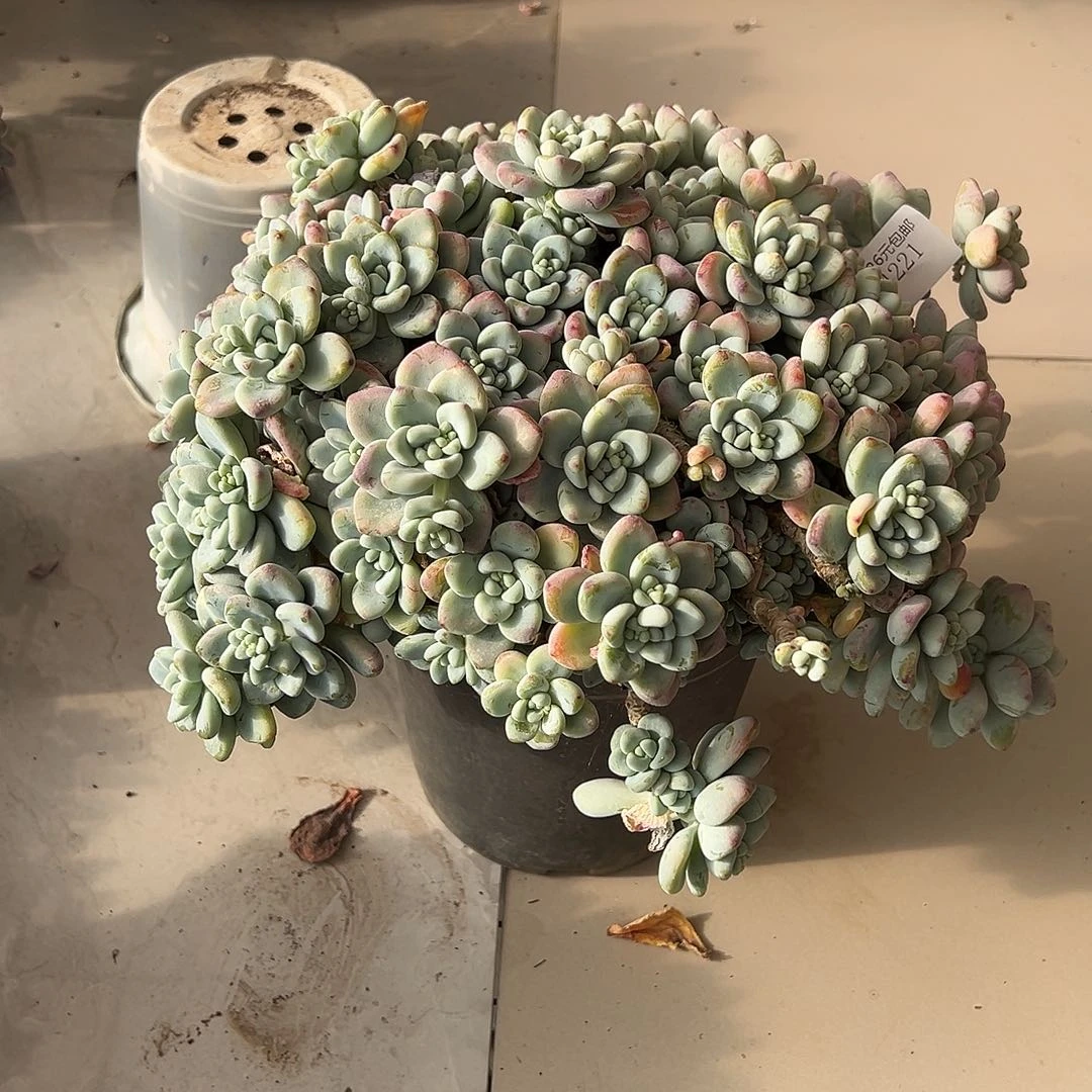 依***你4221劳尔多肉植物多肉