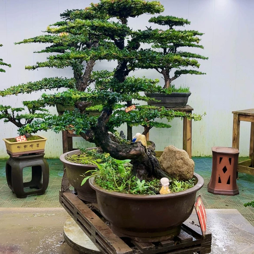 【闪购商品】无花朵