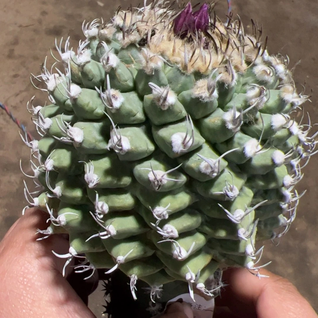 赤花矫丽仙人球850