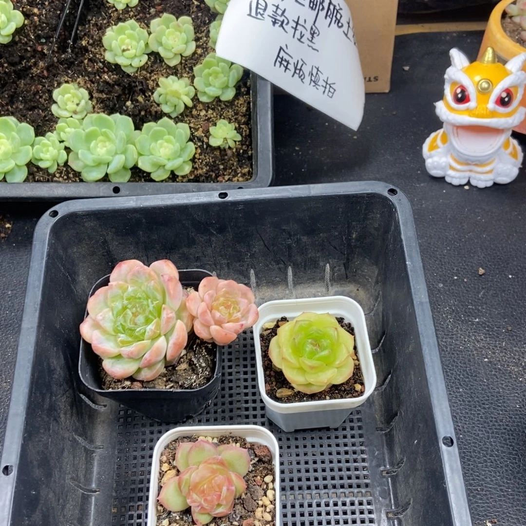 东篱下多肉植物哈哈哈哈