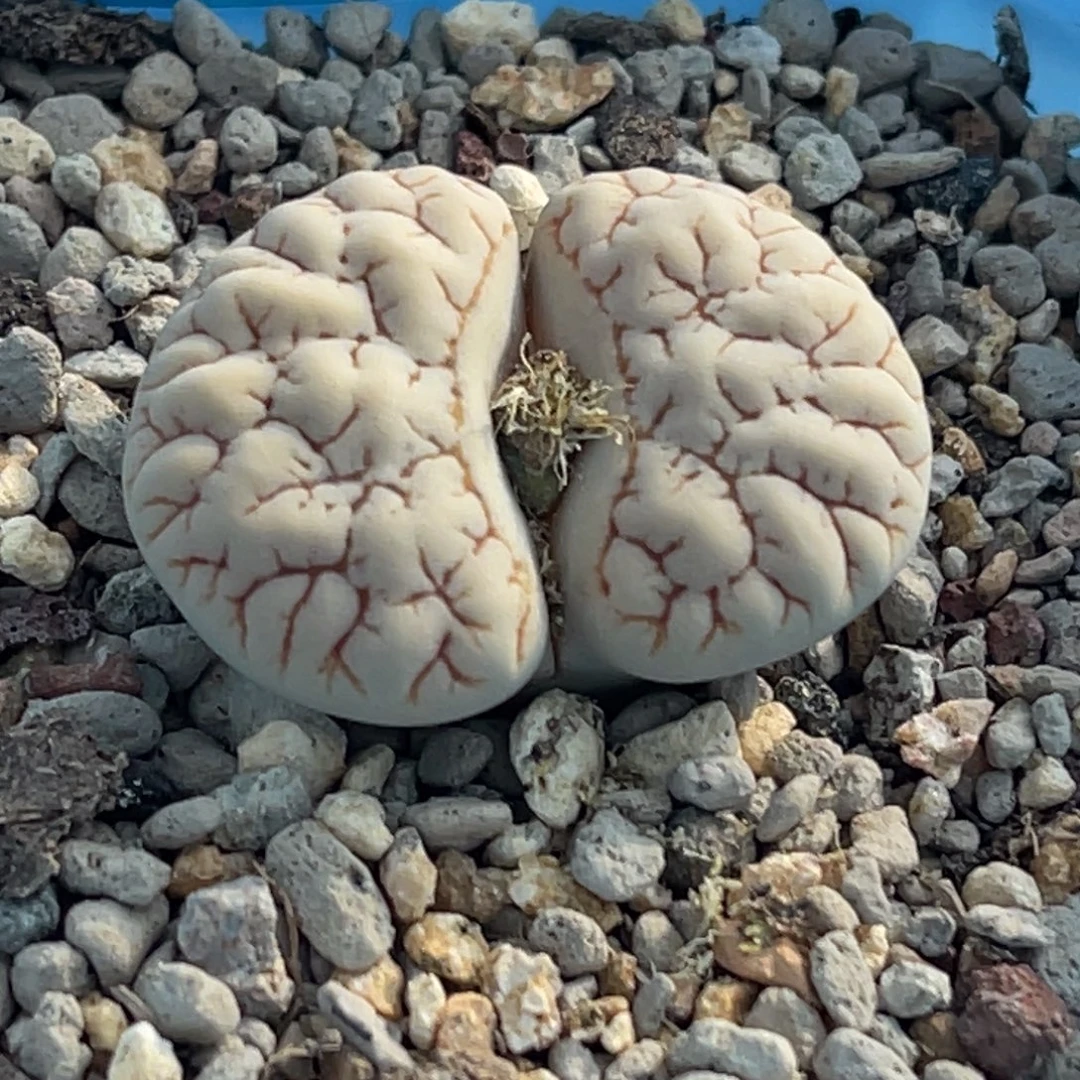 3396凹凸脑纹189一颗