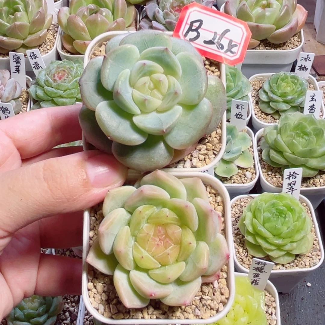 ****灬B264 一物一拍 忘忧、878
