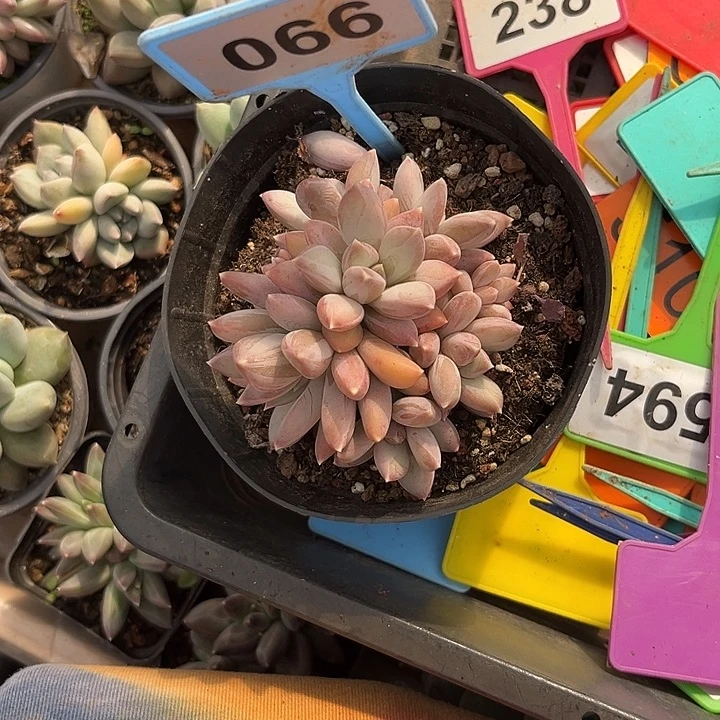 多肉植物天使之翼066