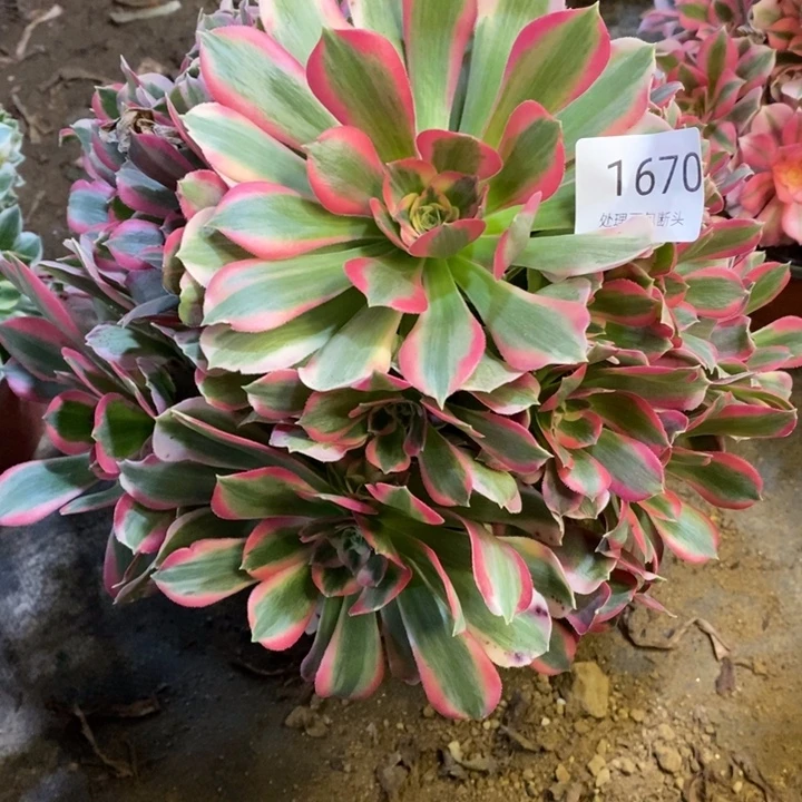 妖月多肉断头不包1670