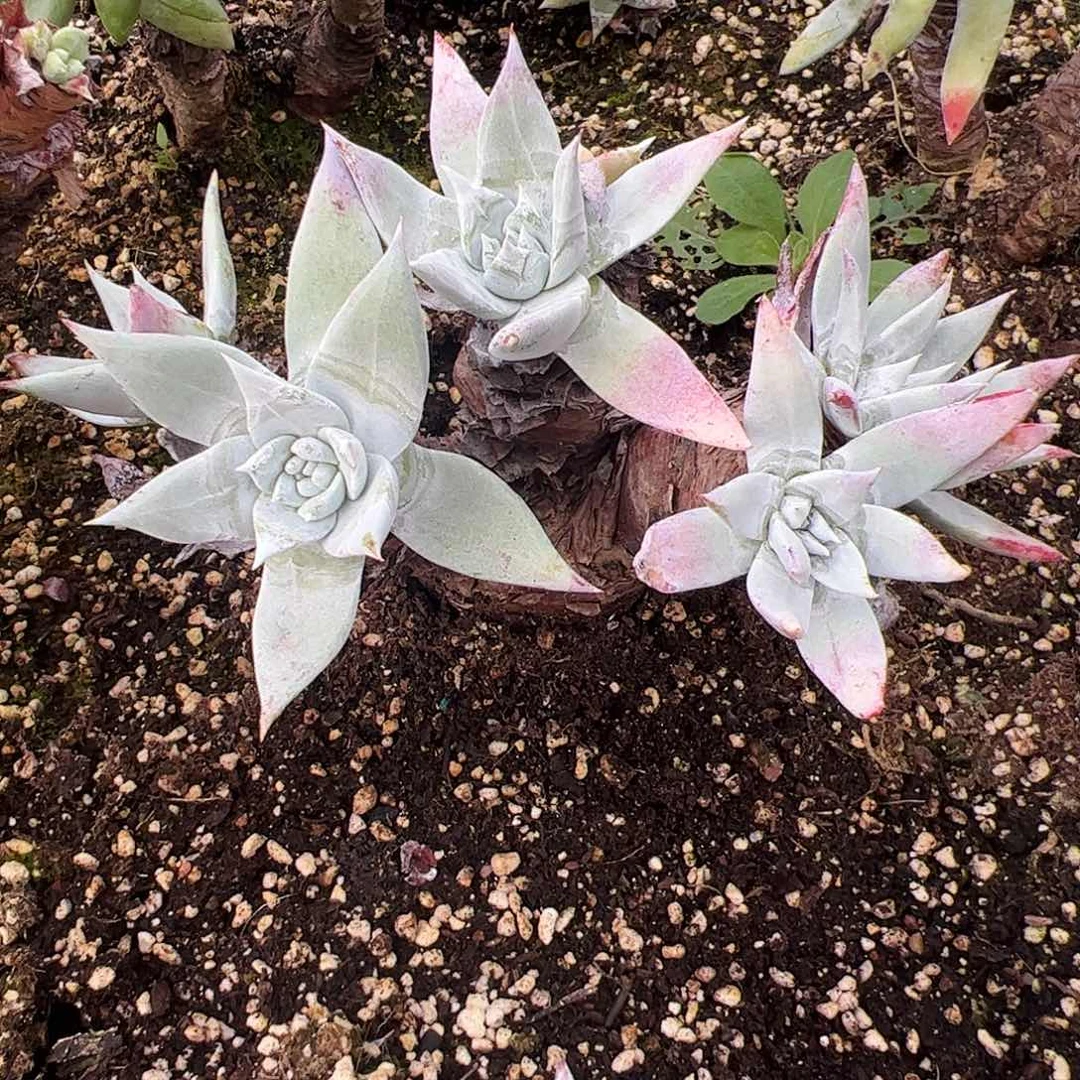 5291白衣圣徒仙女杯