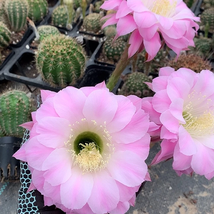 3121 实生彩草带盆土发货