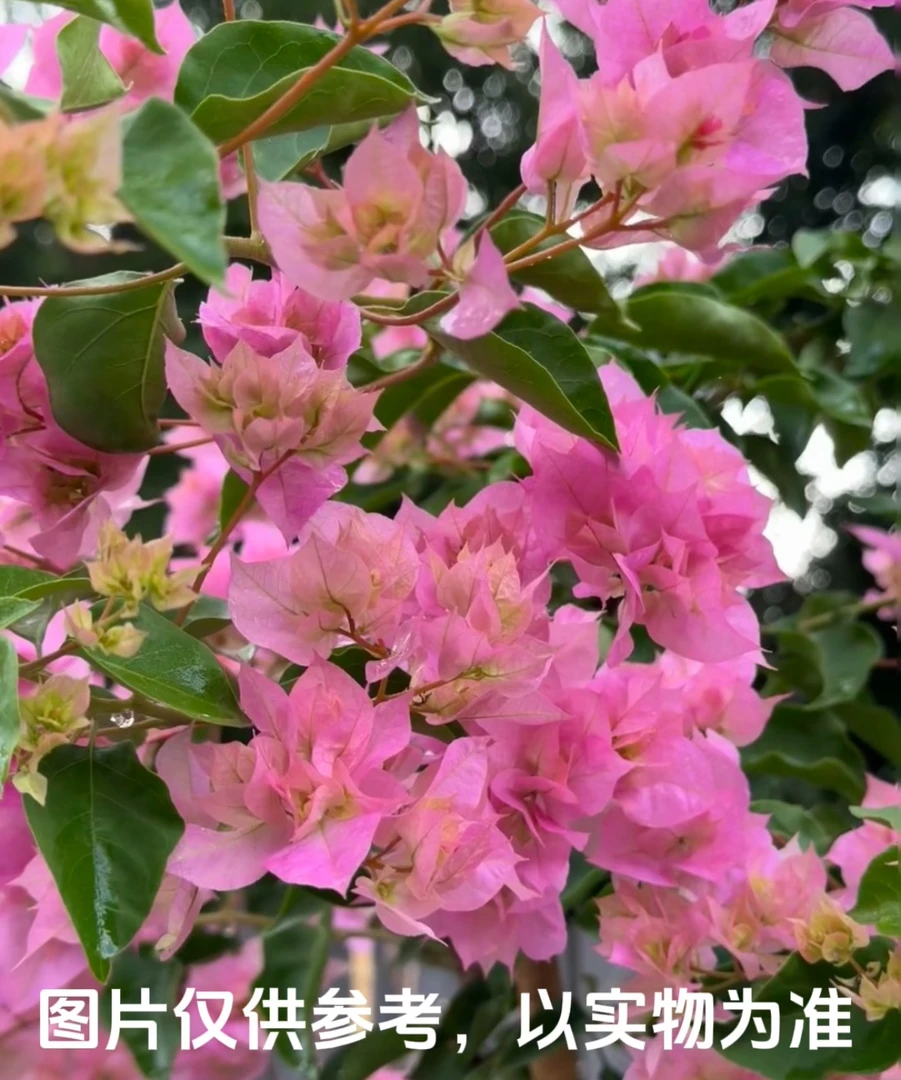 【重瓣粉】三角梅花卉勤花四季开花基地直发