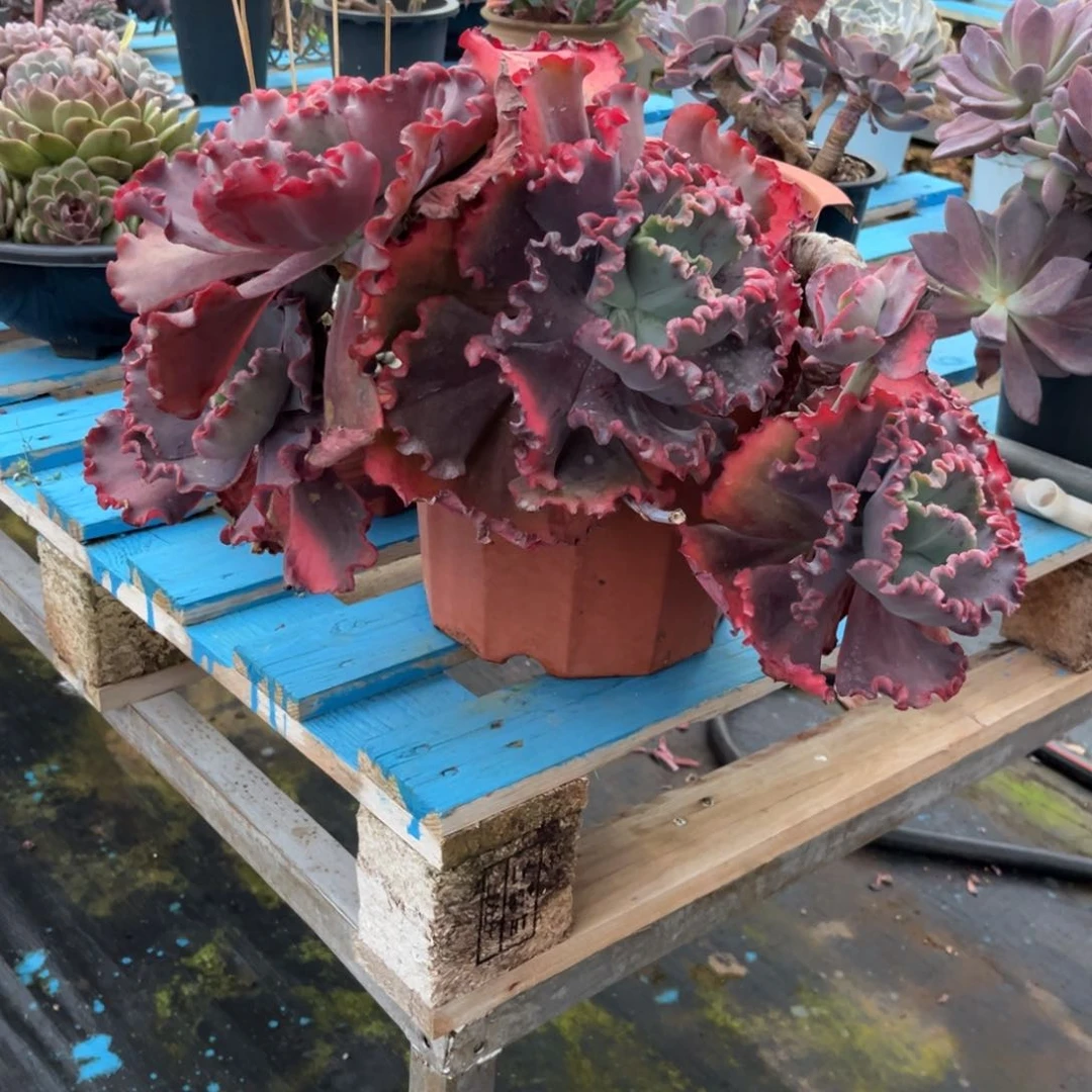 小雨多肉以晴包菜