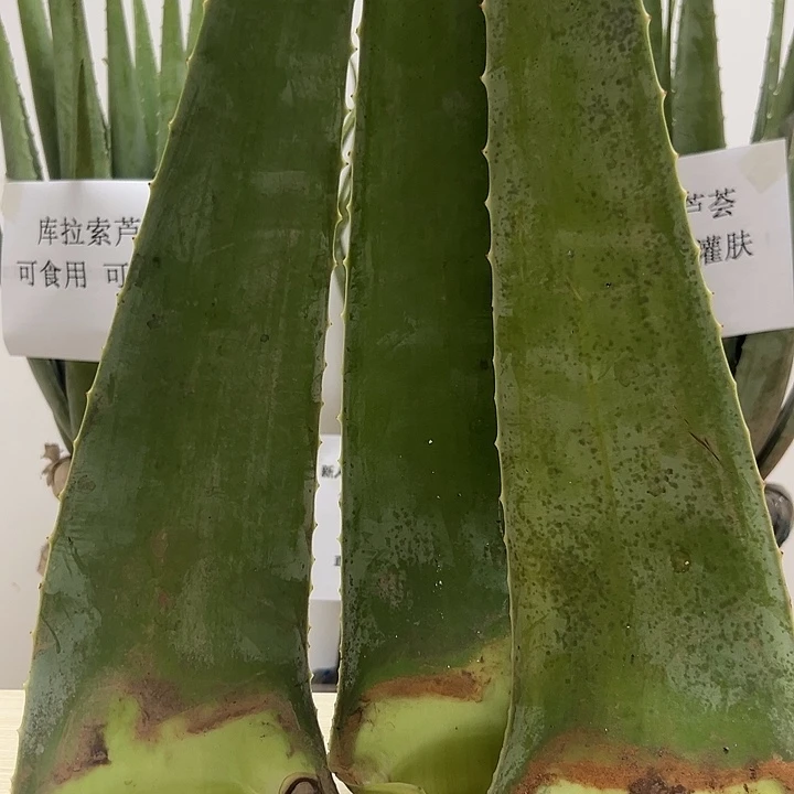 无花朵3片食用库拉索叶片，每片700g