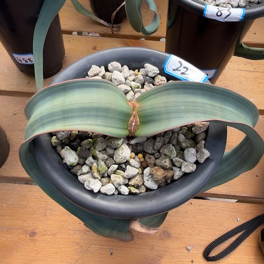 优选百岁兰，超灰蓝，22号