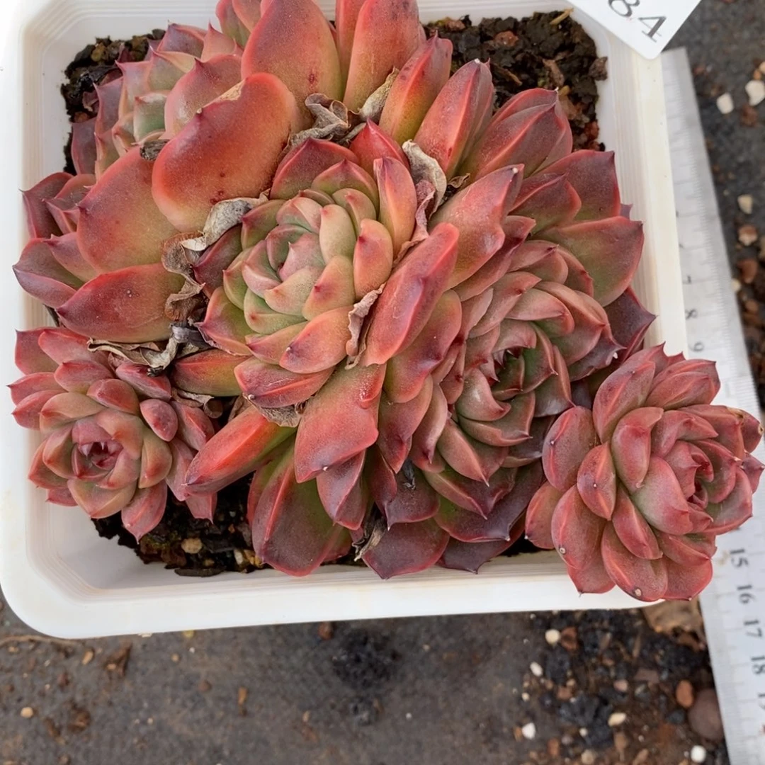 7784杂交多肉老桩