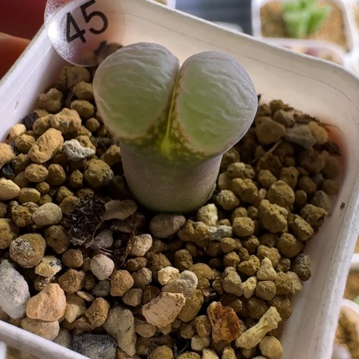 花***园多肉............45...