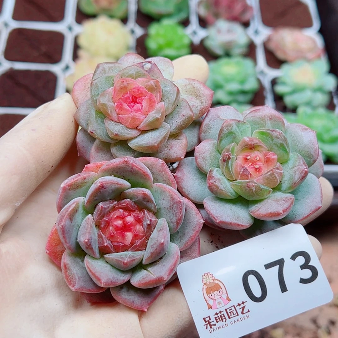 多肉植物多肉植物