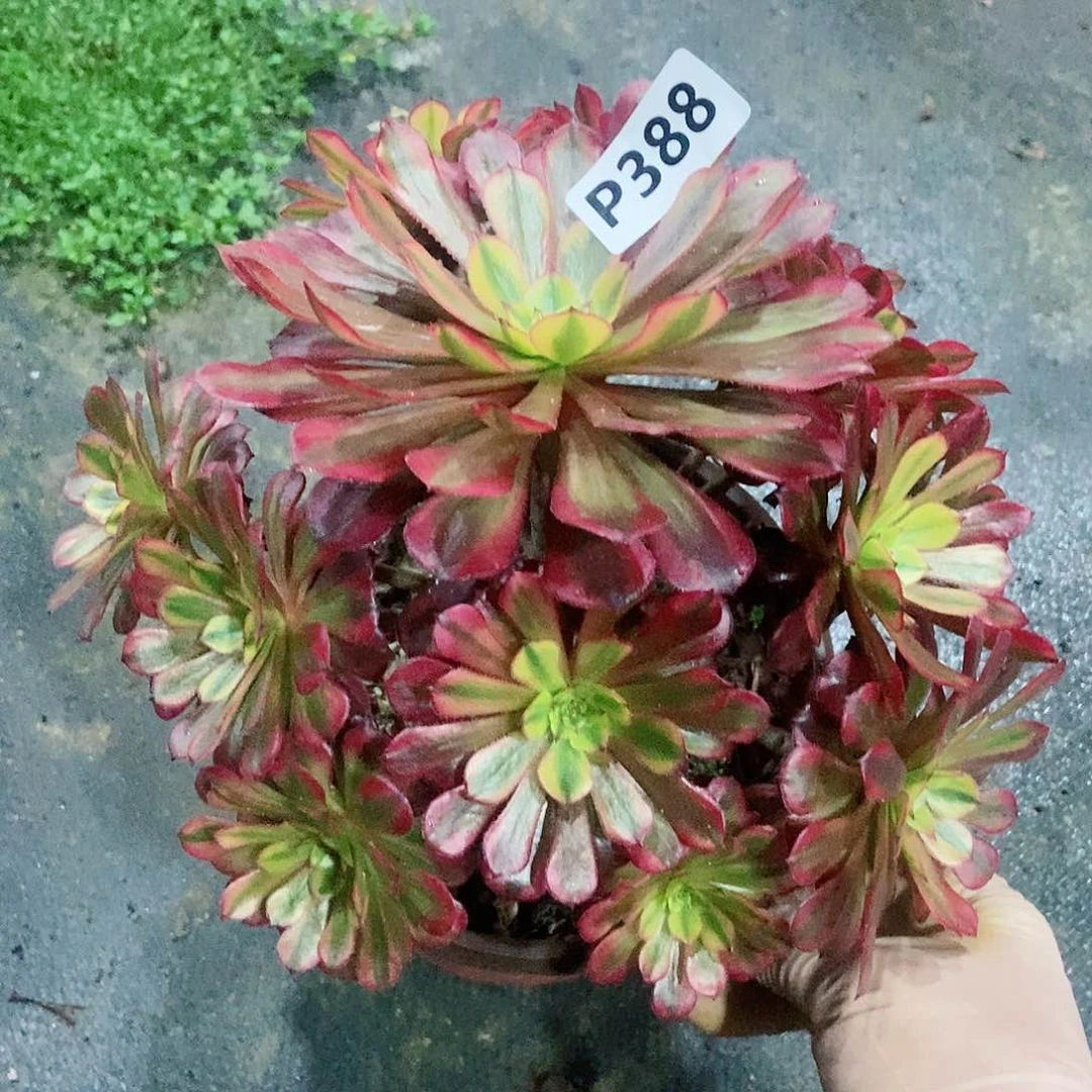 红陶388祝融3多肉