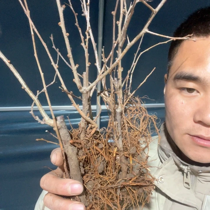 原生越之夕映海棠花苗一颗