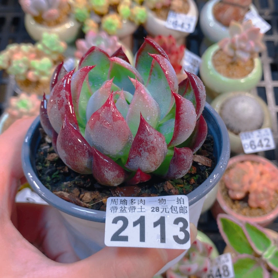 5厘米盆精控多肉2113