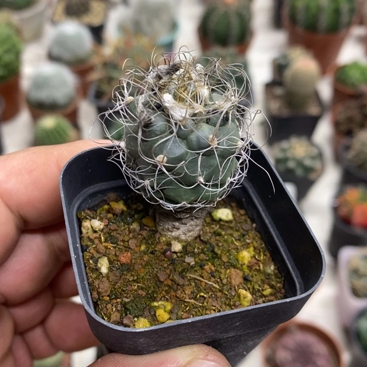 实生长城丸特价福利