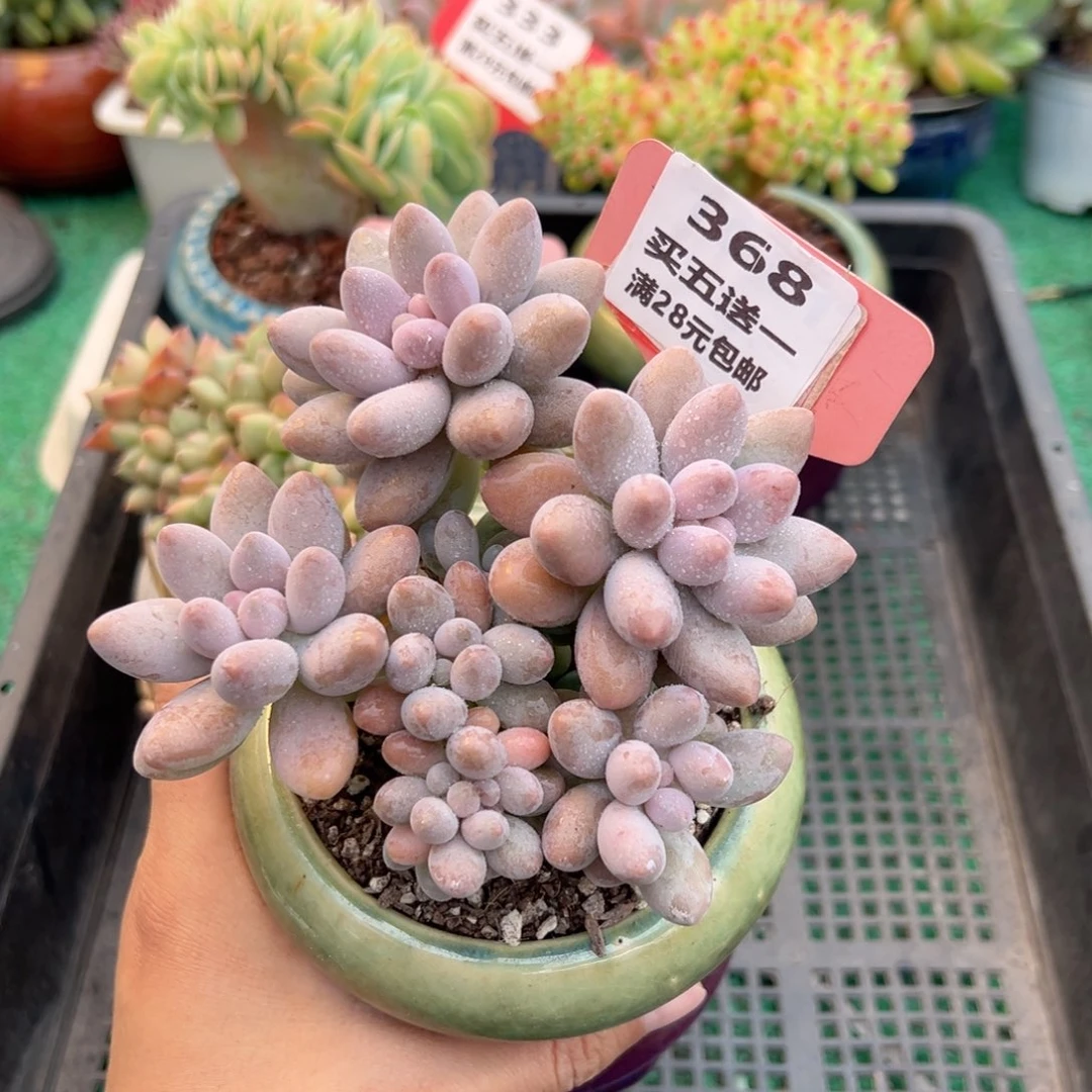 表妹精品多肉植物368.