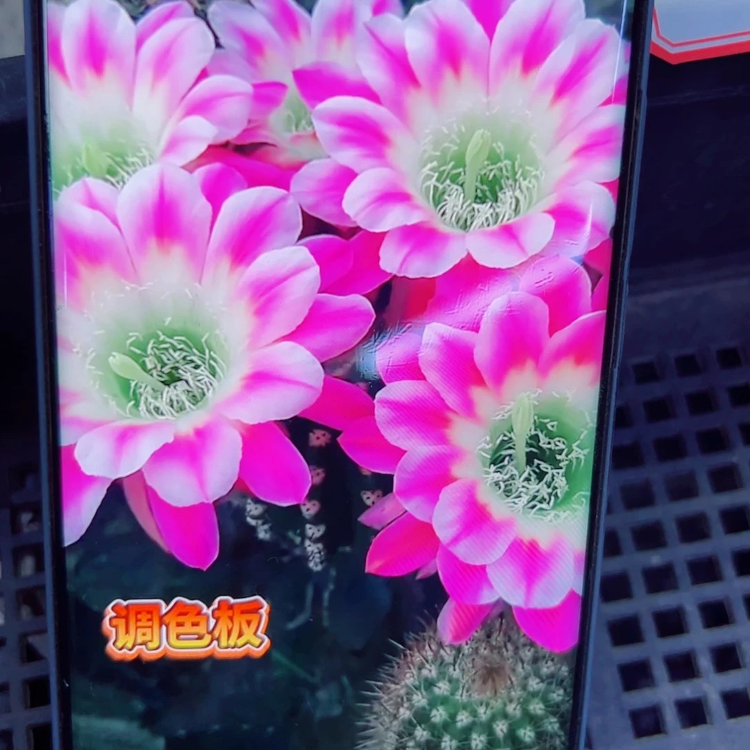 下82丽花调色板歪无根侧芽2一3公分左右20包邮