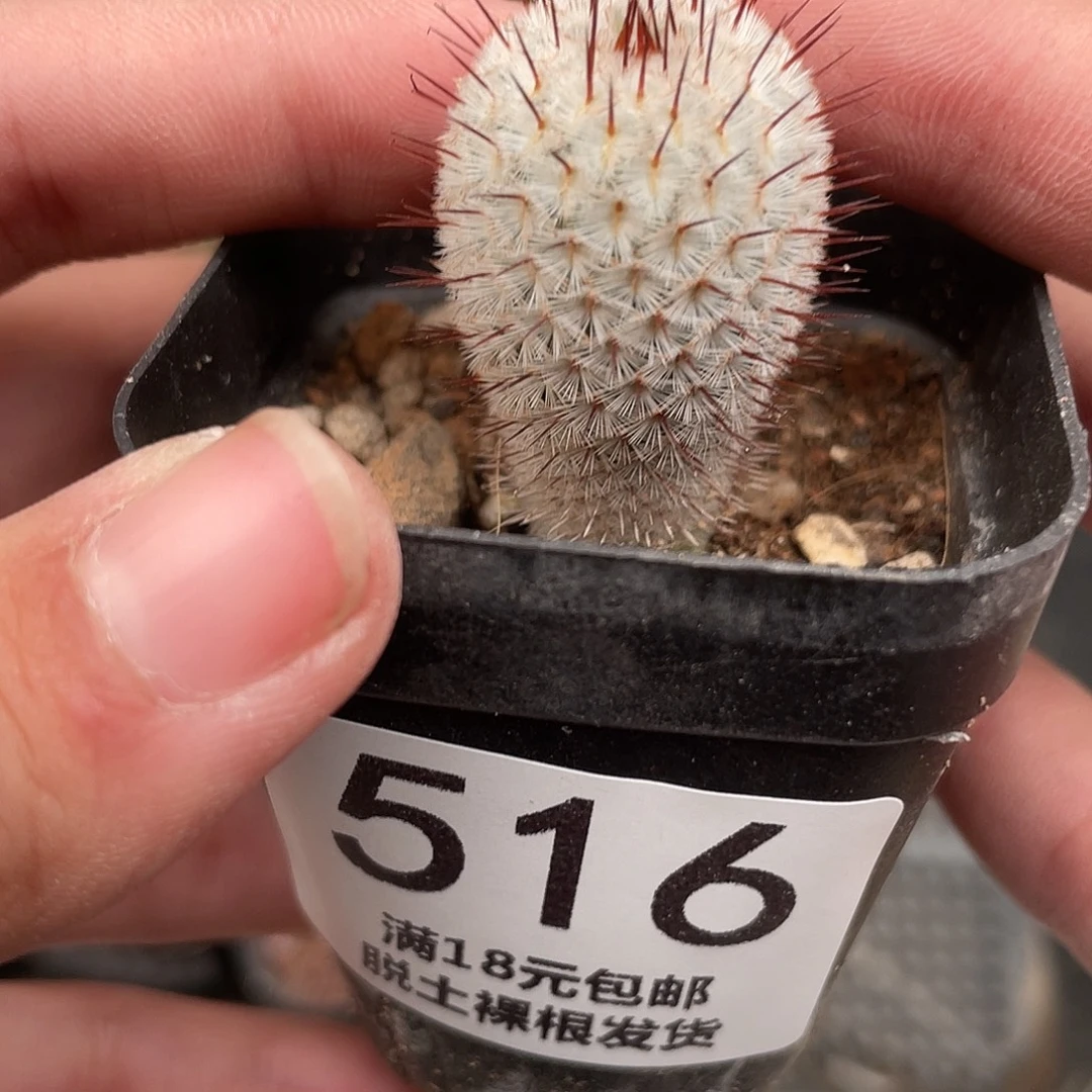 516直刺佩雷（满18元包邮）