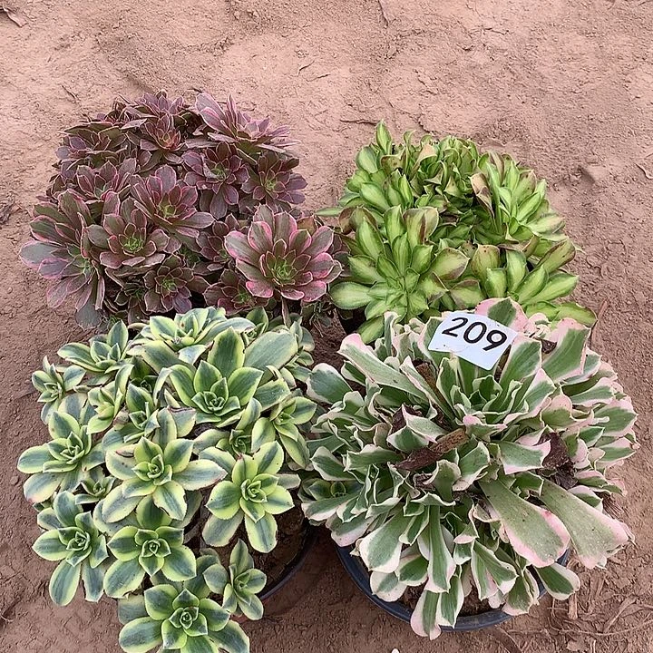 无花朵209四颗多肉植物组合