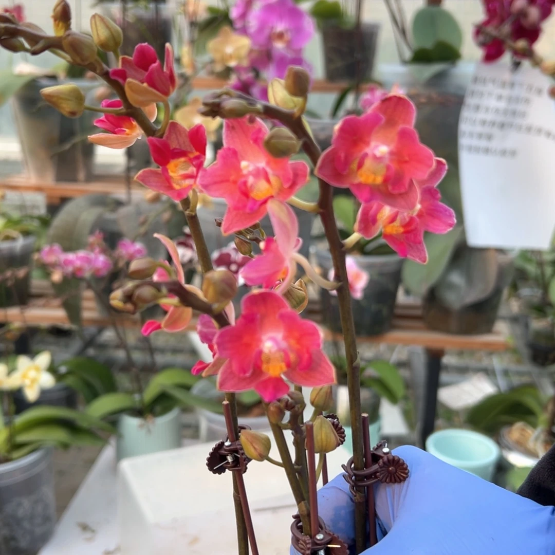 完全开放0818珍宝