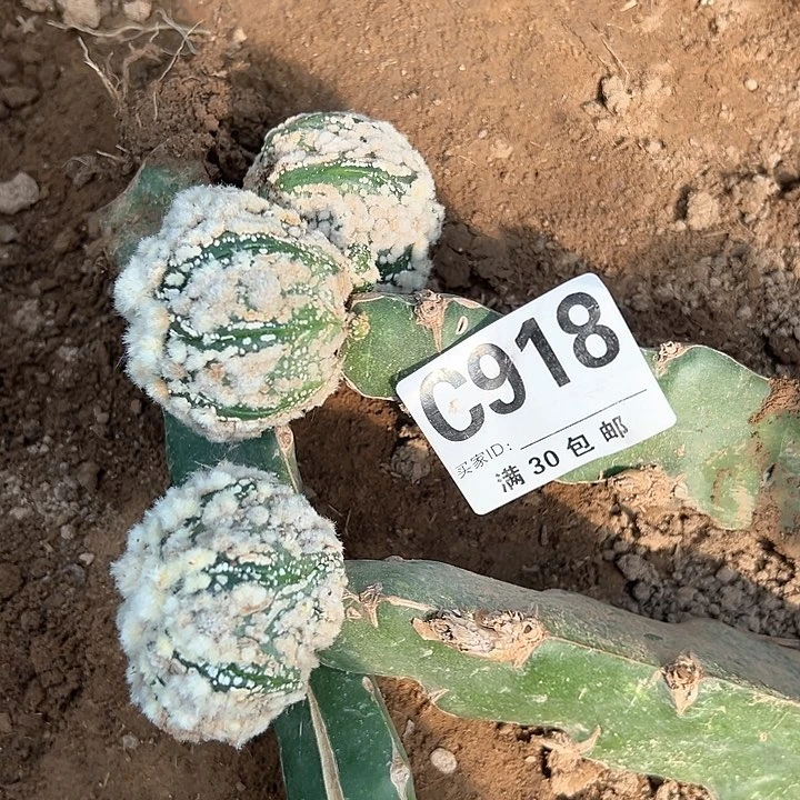 畅*懷918号仙人球花