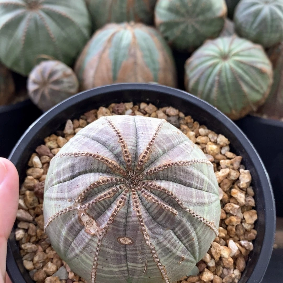 15布纹球精品一物一拍