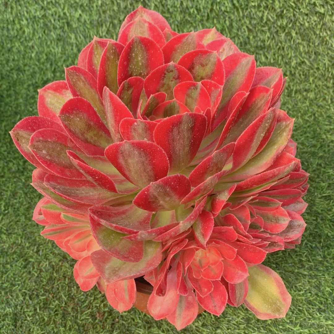 粉女巫肉精品多肉植物盆栽阳台花卉一单包邮