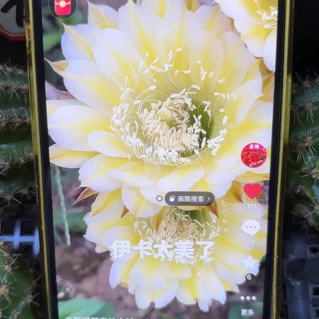 伊卡彩4-5公分20侧牙55