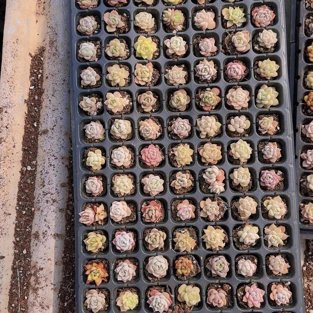 直播一物一拍多肉33