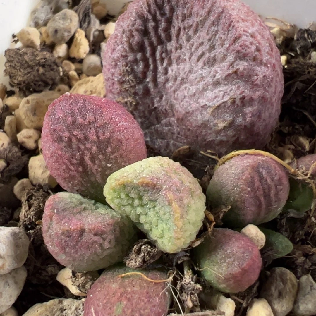 月熙水泡多肉植物水泡