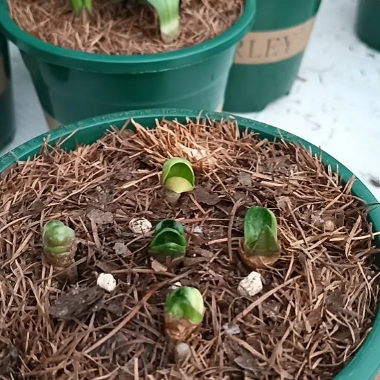 无花朵君子兰小苗君子兰小苗君子兰