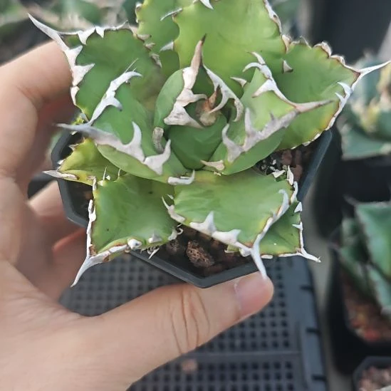 姬仁王冠龙舌兰包邮非偏远