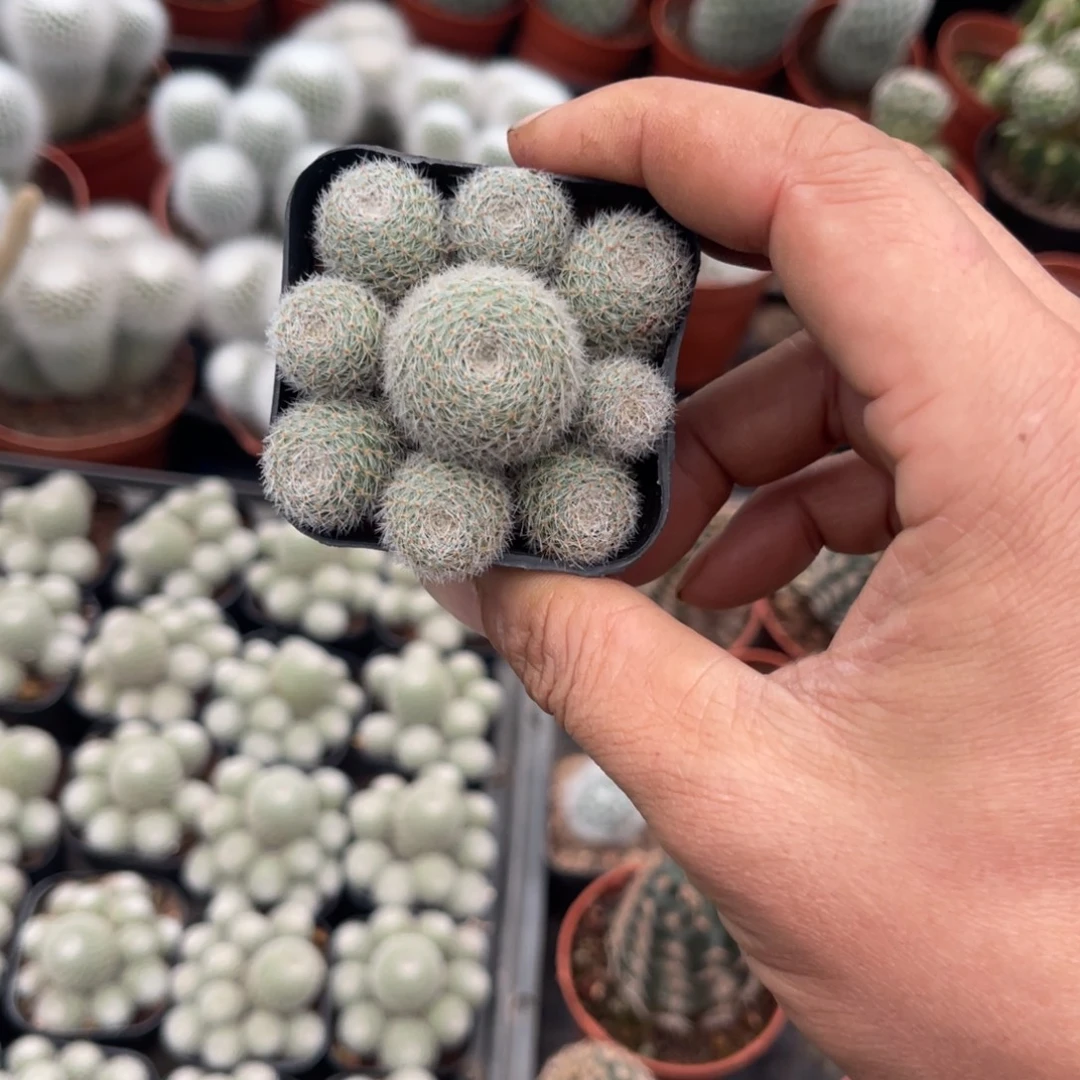 风***彩多肉植物仙人球系列