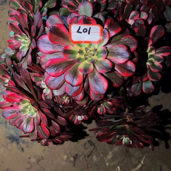 107烟花多肉植物处理不售后