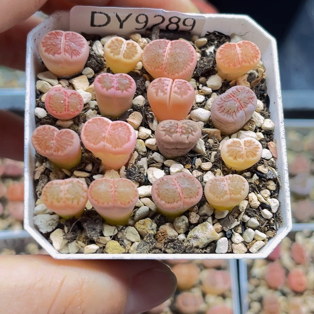 满18包邮红窗菊锦9289