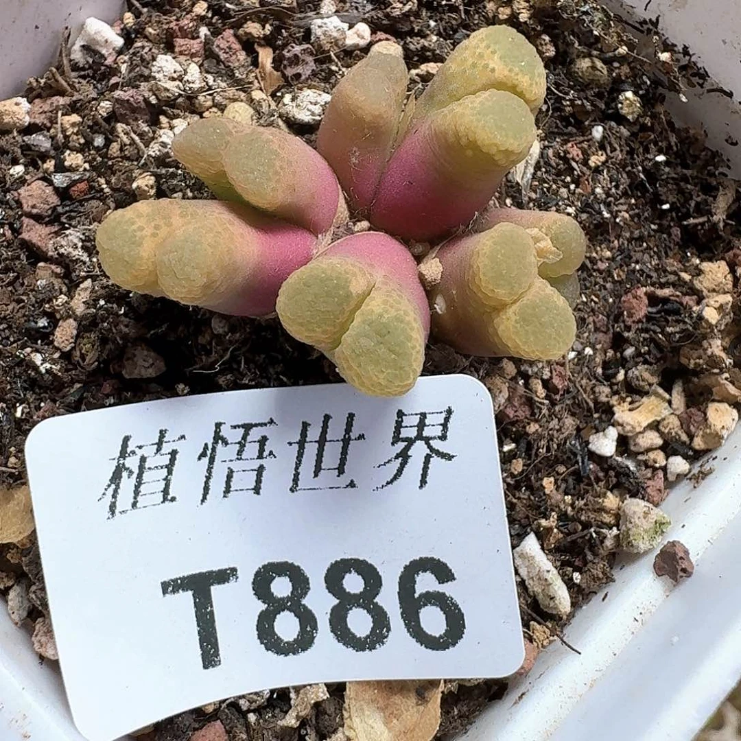 f f多肉植物的润泽额