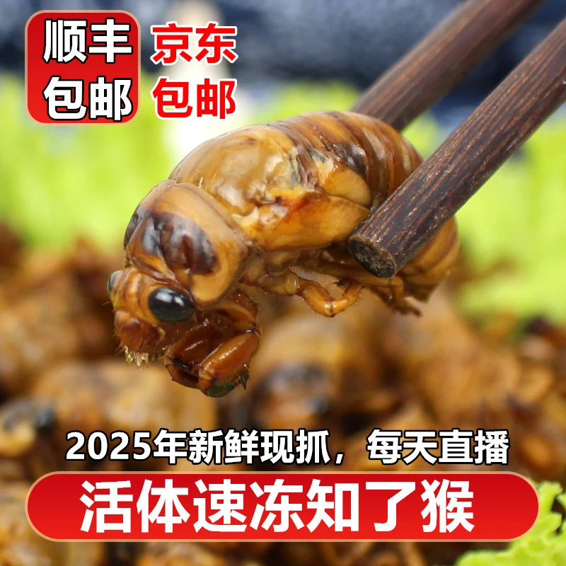 新鲜知了猴2025山东蝉爬叉猴结了鬼树林活体速冻源头发货顺丰京东
