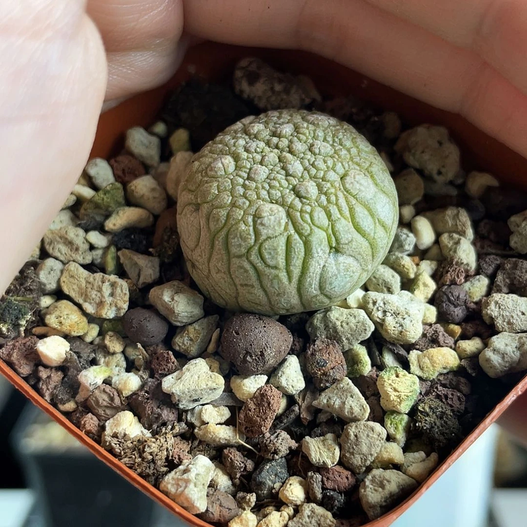 2.8cm实生灵缇玉