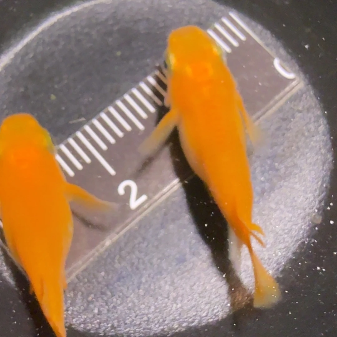 青鳉鱼一物一拍013