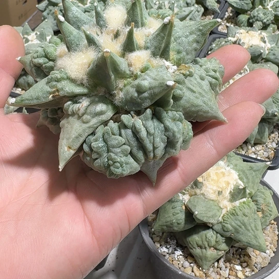 福利款怒涛牡丹仙人球