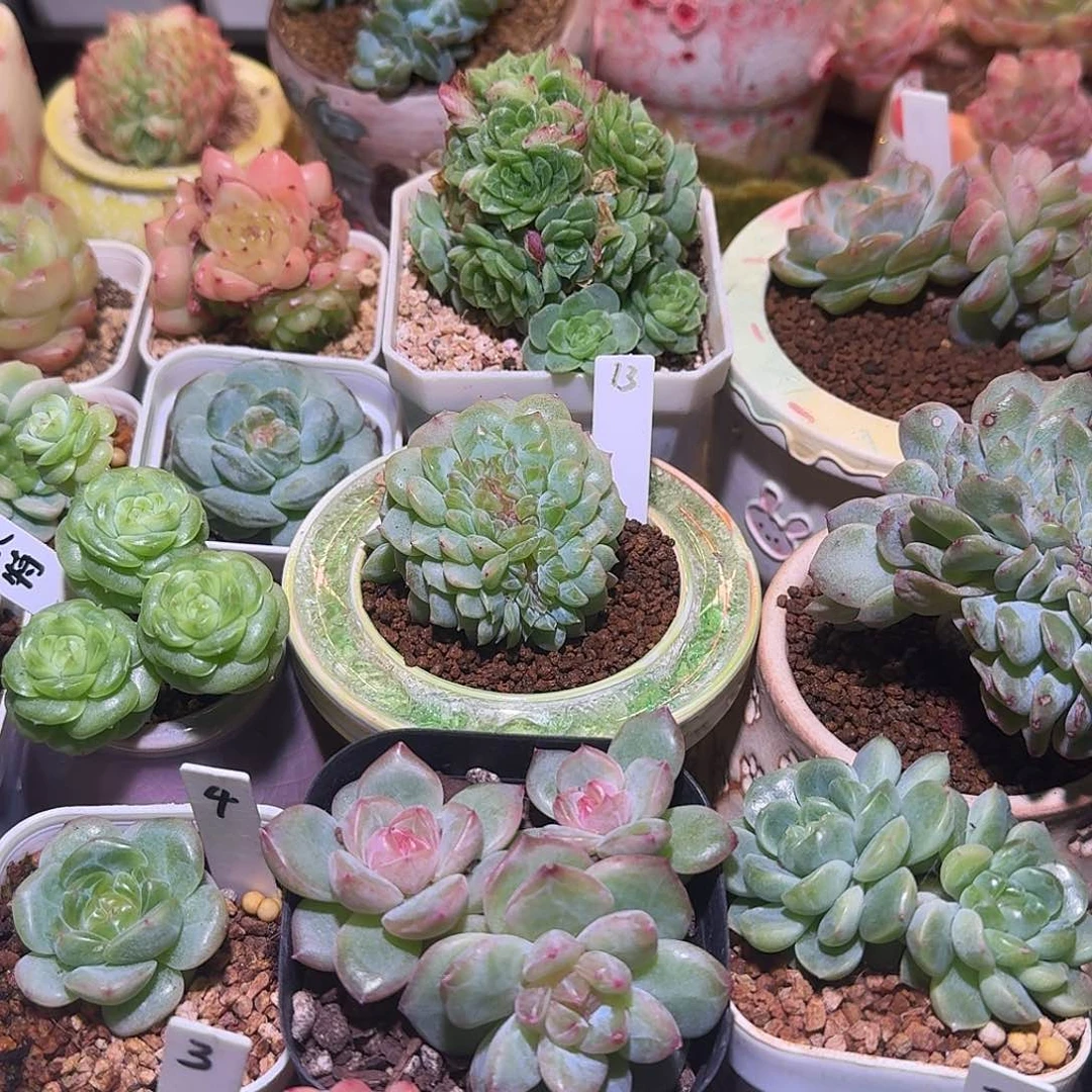 •****周周专拍哈哈哈哈哈哈哈哈