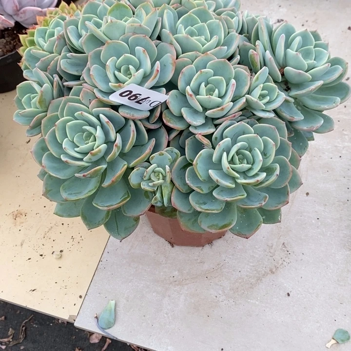 时***院790白月光多肉植物