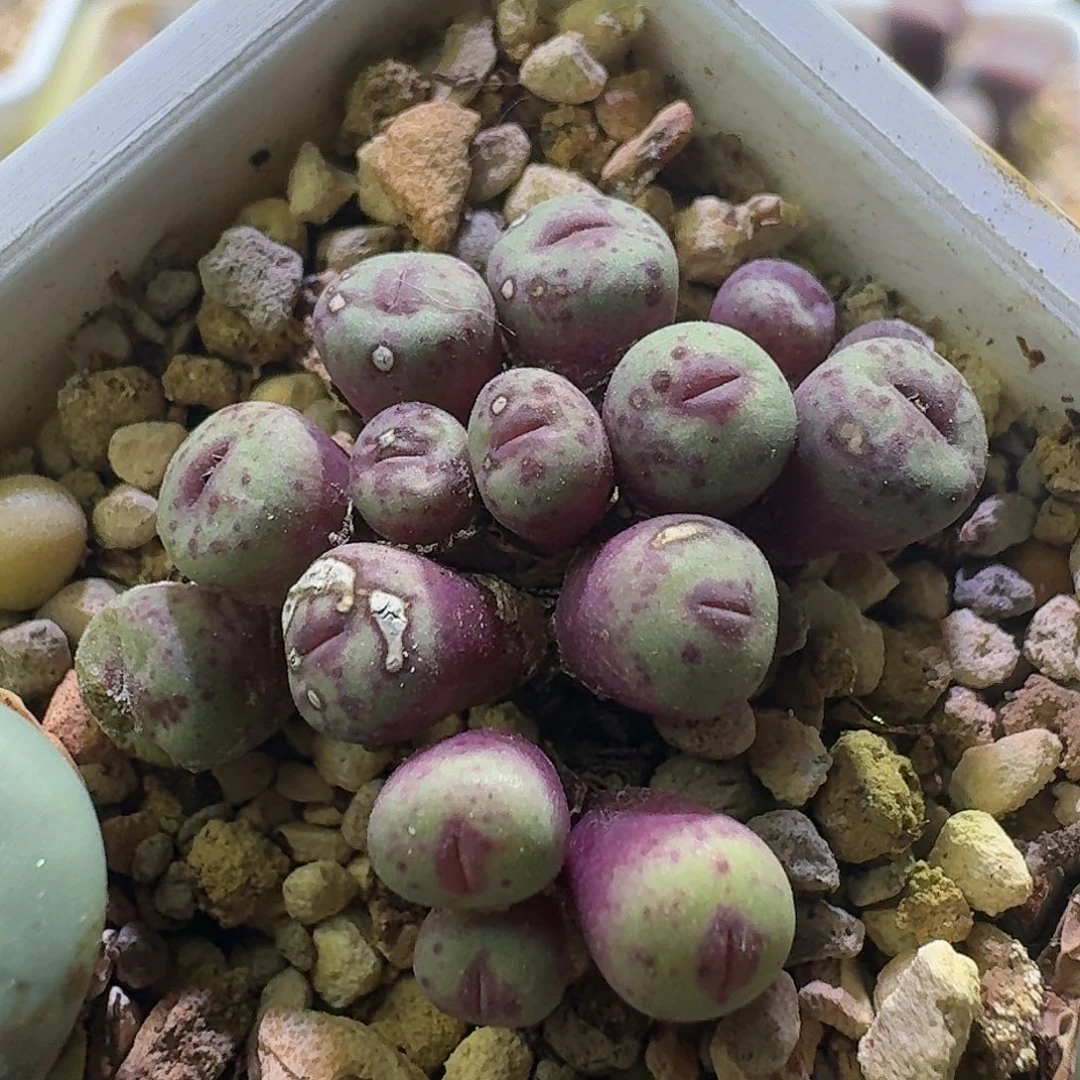 75号小型三角嘴0.4-0.6