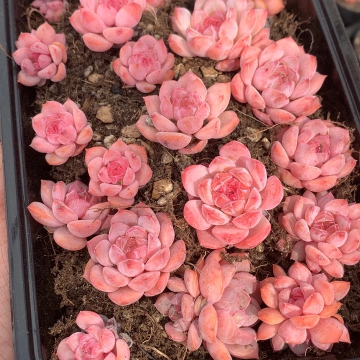 切糕一盒一物一拍