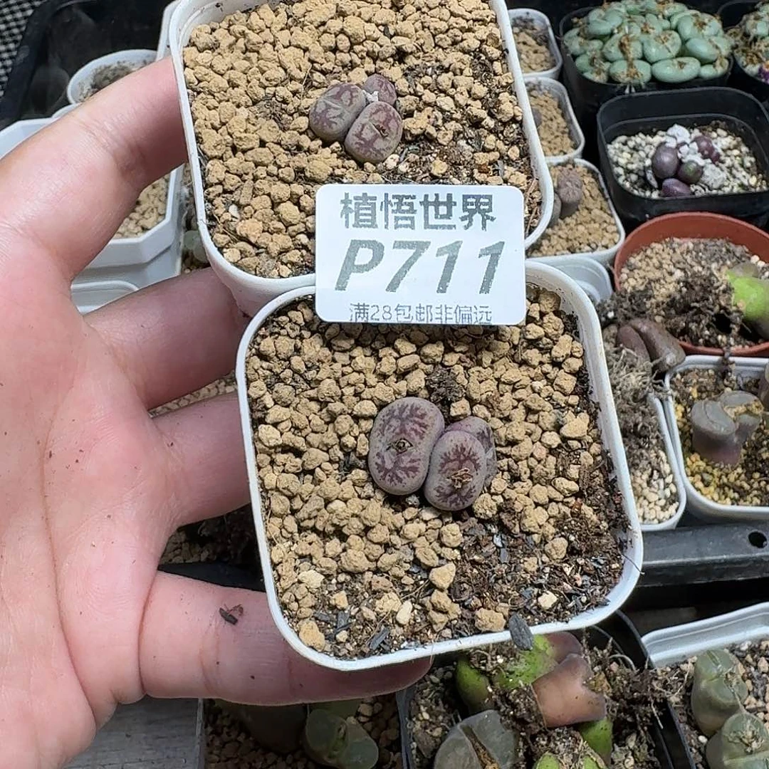 是***～多肉植物的润泽dghhh